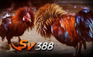 Giới thiệu tổng quan về Sv388 đá gà trực tiếp